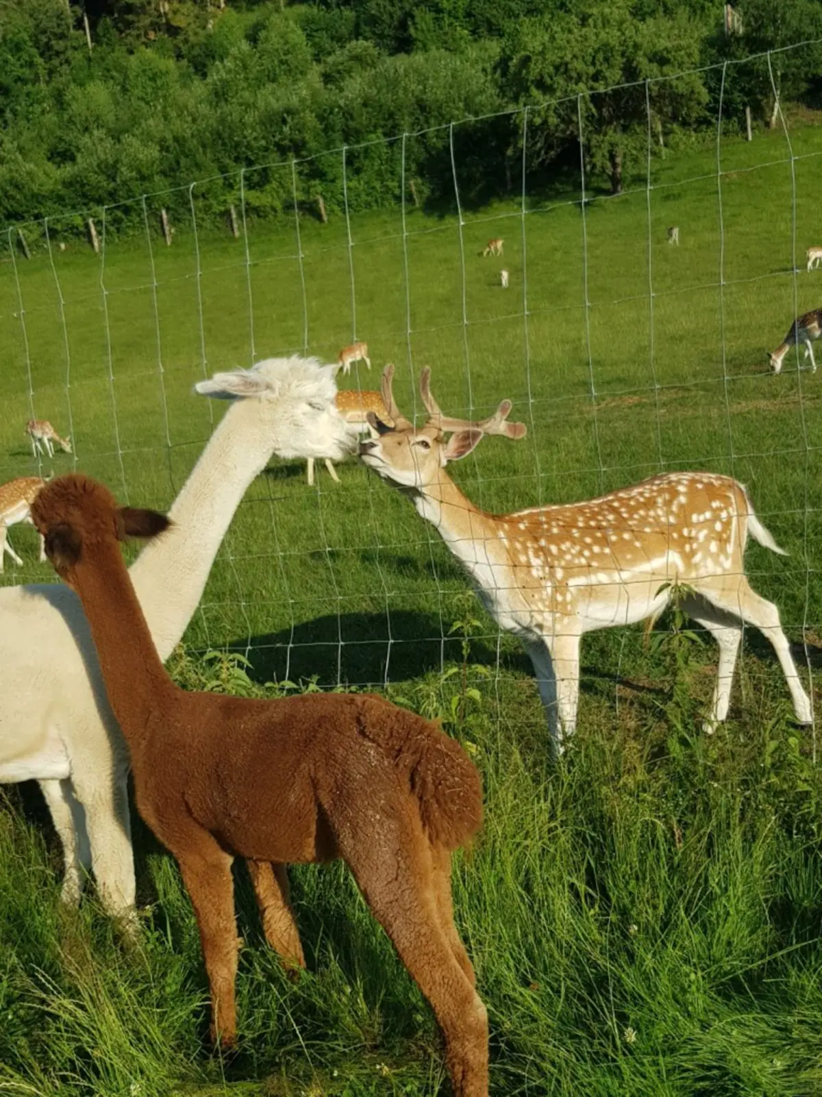Alpaca's en damherten in de wei