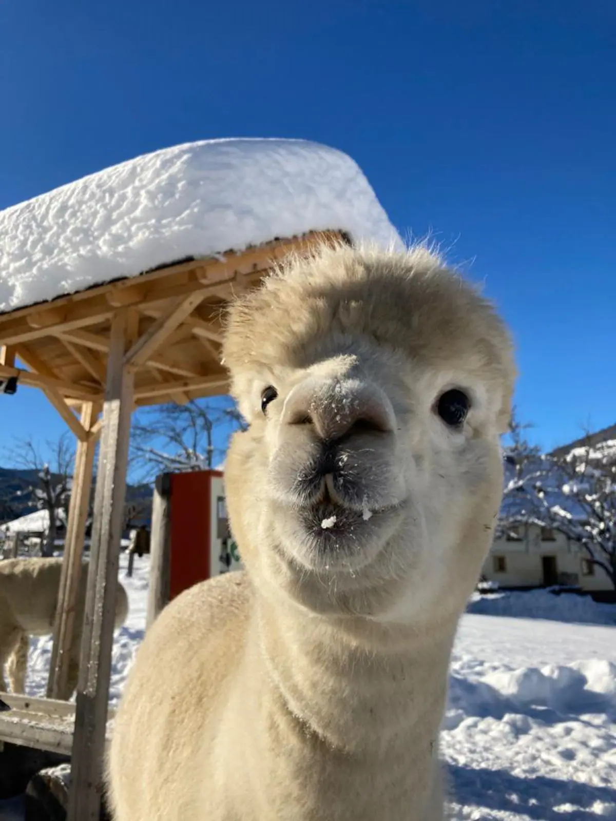 Alpaca voor een besneeuwde houten stal